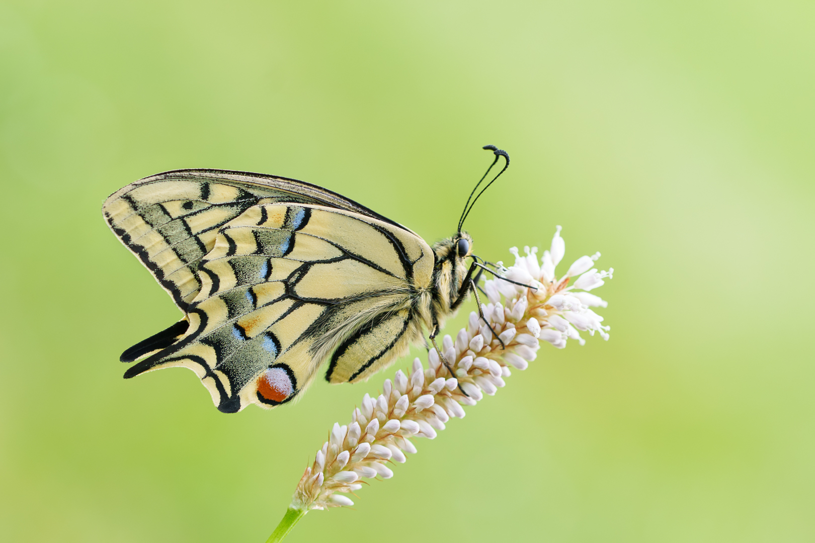 Ingrid_koninginnepage